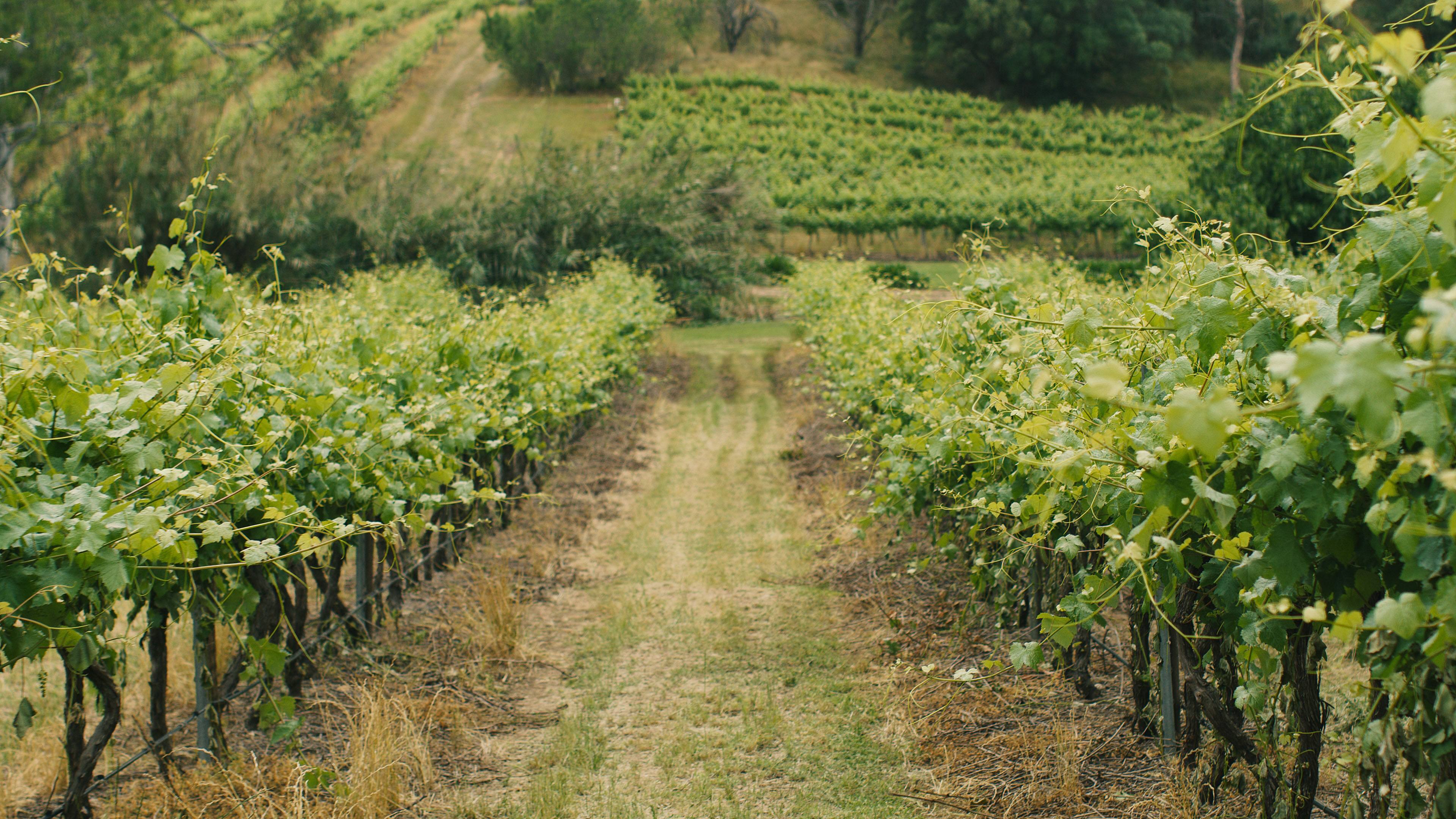 1847 History - 1847 Wines